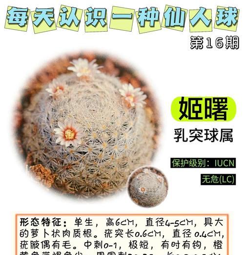 迷你仙人球的正确养殖方法是什么？有哪些注意事项？