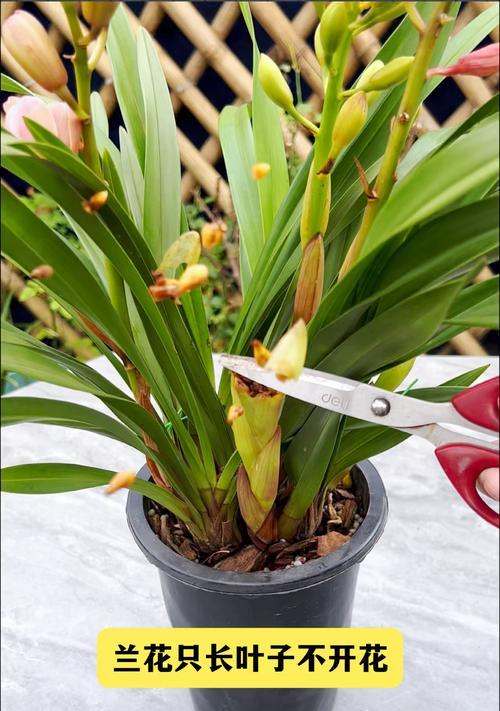 蟹兰花不开花怎么办？如何促进开花？