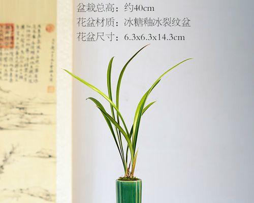 小桃红兰花需要多大的盆？如何选择合适的盆栽？