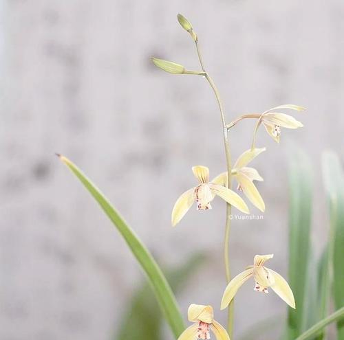 小桃红兰花需要多大的盆？如何选择合适的盆栽？