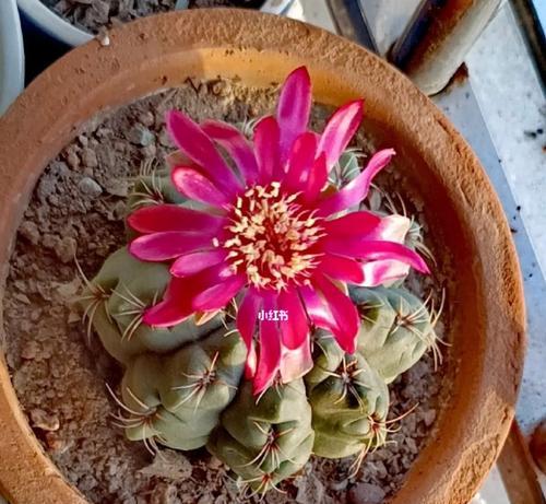 火龙果能种成仙人球吗？种植方法和注意事项是什么？