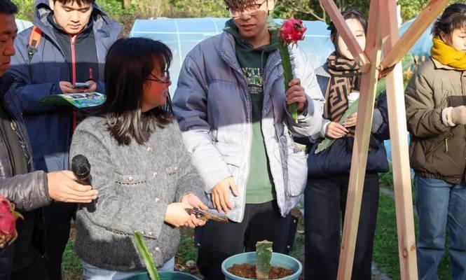 火龙果能种成仙人球吗？种植方法和注意事项是什么？