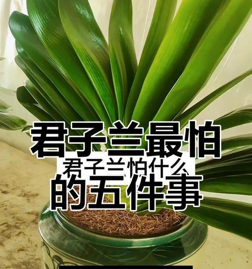 君子兰作为礼物如何养护？有哪些特别注意点？