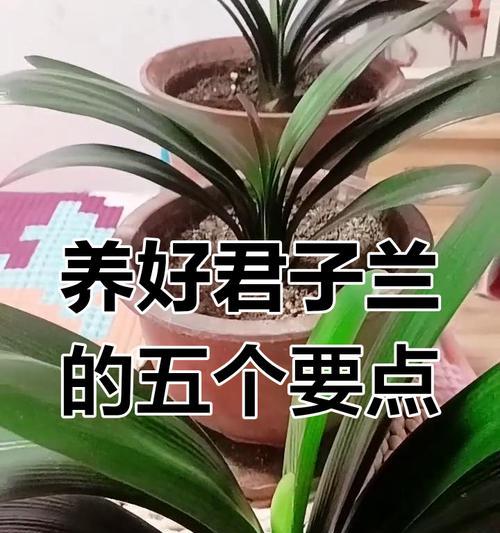 君子兰作为礼物如何养护？有哪些特别注意点？