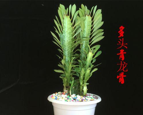 龙骨仙人掌根部蔫了是什么原因？如何拯救？