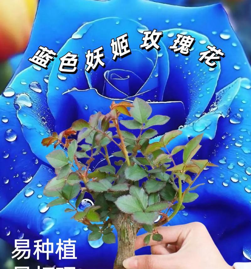 打包过的玫瑰花能种植吗？种植步骤和注意事项是什么？