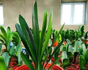 君子兰珍珠娃娃的养护技巧是什么？怎样才能养出珍珠效果？