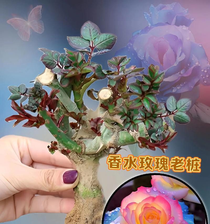 玫瑰花通常在多少岁开始开花？影响开花年龄的因素有哪些？