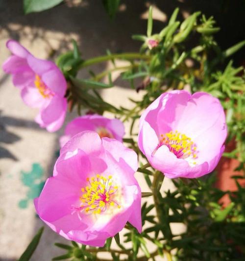 龙须牡丹花的种植步骤是什么？
