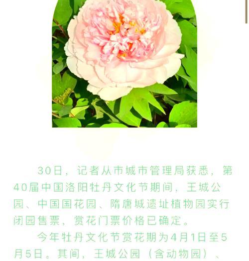 保定市牡丹花开花时间是什么时候？