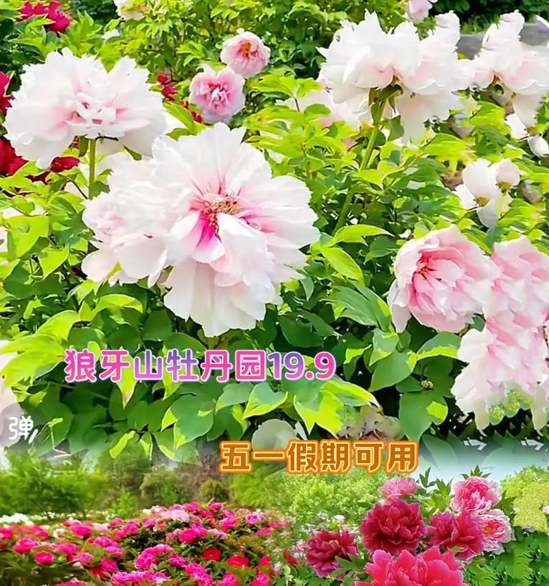 保定市牡丹花开花时间是什么时候？