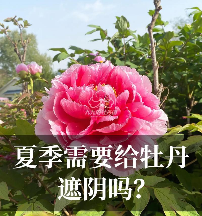 室外盆栽牡丹花何时搬进室内？
