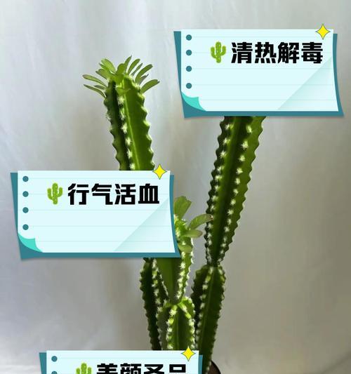 灵宠仙人掌的养殖方法是什么？