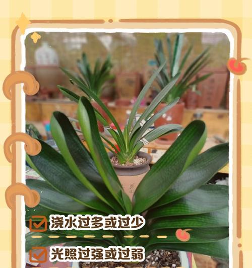 君子兰老桩叶子干尖的原因及解决方法？