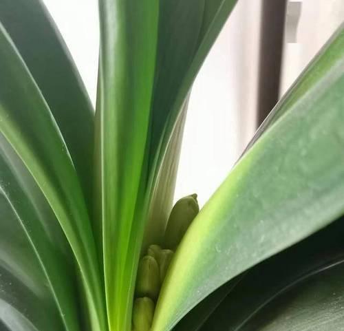 君子兰多花苞部位及养护要点？
