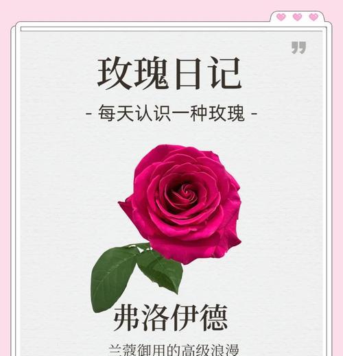 弗洛伊德玫瑰花品种的特征是什么？