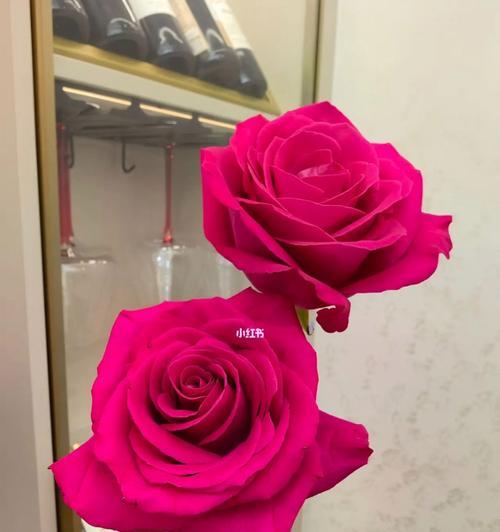 弗洛伊德玫瑰花品种的特征是什么？