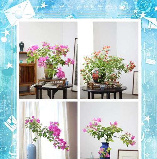 玫瑰花无土栽培的方法有哪些？
