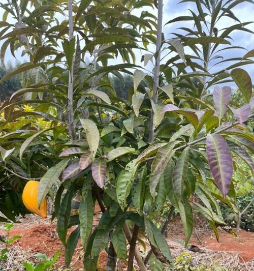 仙人掌果大树苗的种植技巧是什么？