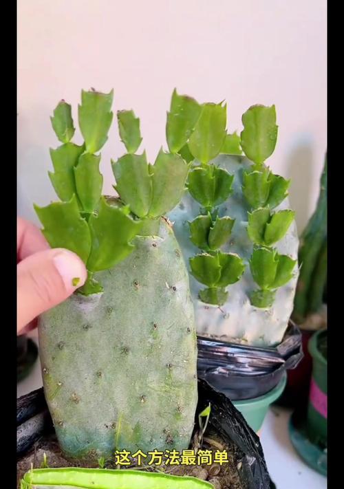 仙人掌果大树苗的种植技巧是什么？