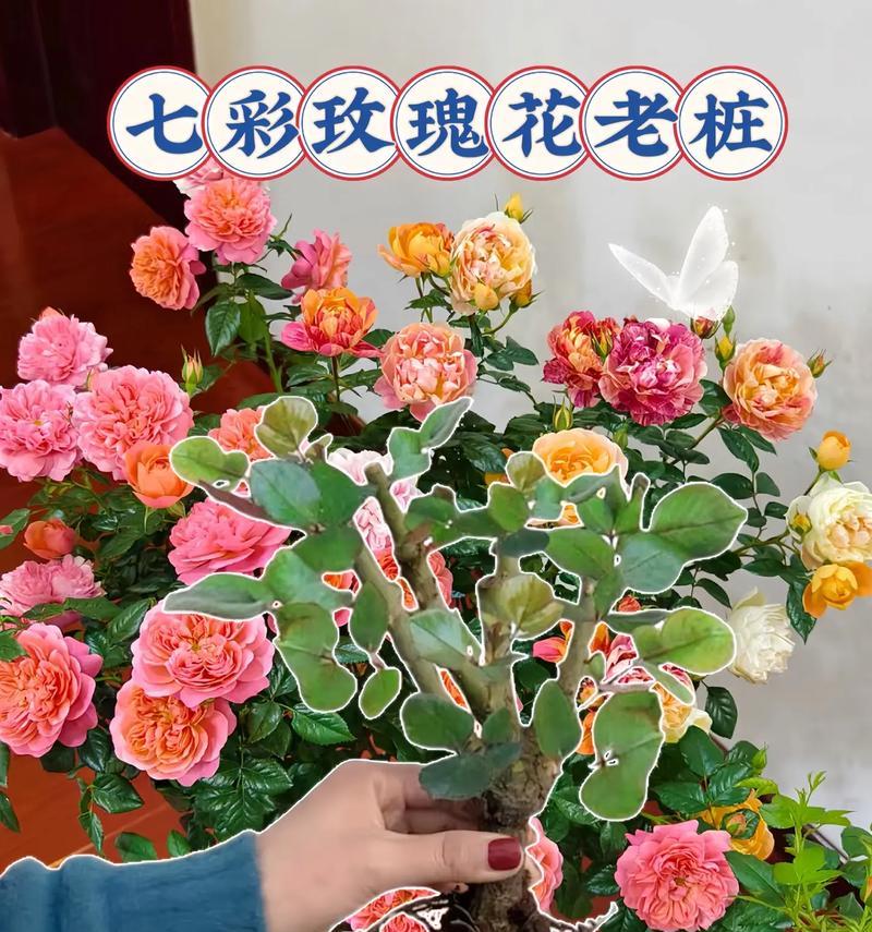 盆栽玫瑰花的养护技巧有哪些？