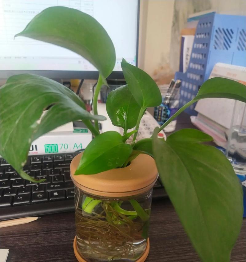 水培仙人掌养护管理要点有哪些？