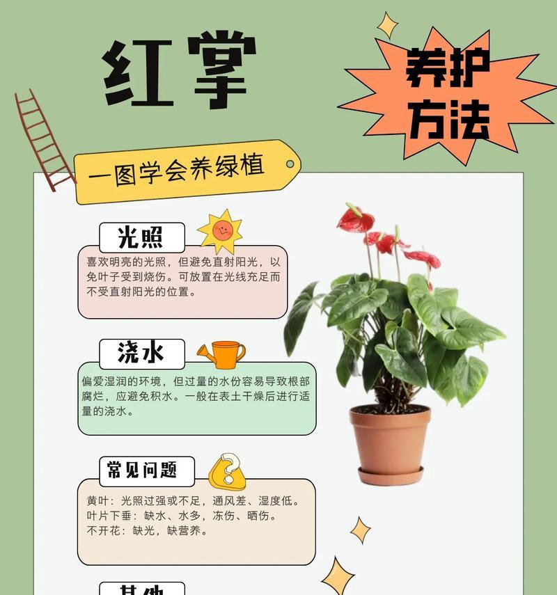 水培仙人掌养护管理要点有哪些？