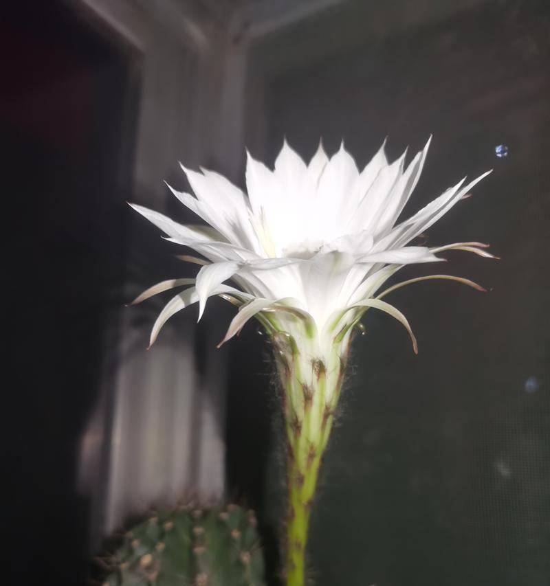 暗室内养仙人球花需要注意什么？