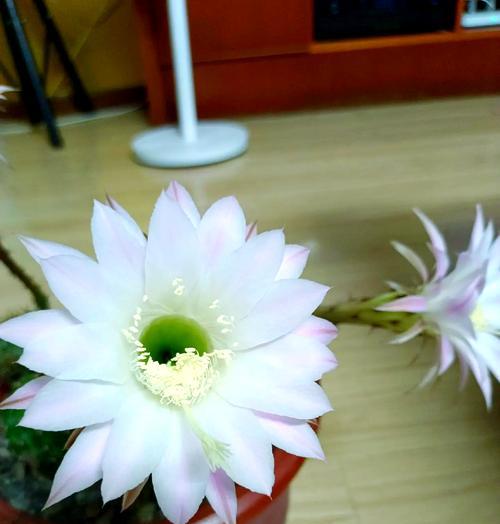 暗室内养仙人球花需要注意什么？