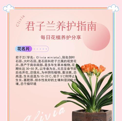 君子兰国旗红苗的养护管理技巧是什么？