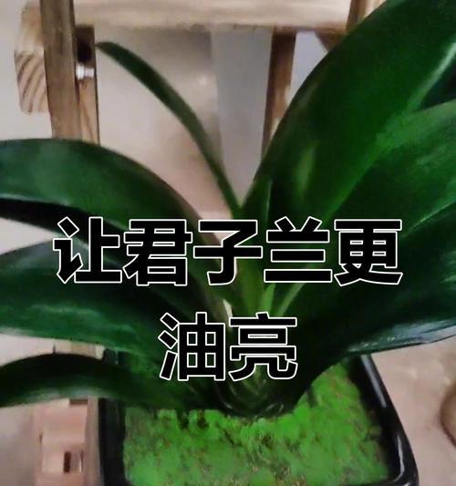 君子兰国旗红苗的养护管理技巧是什么？