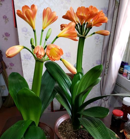 君子兰带土盆景的养护和浇水方法是什么？