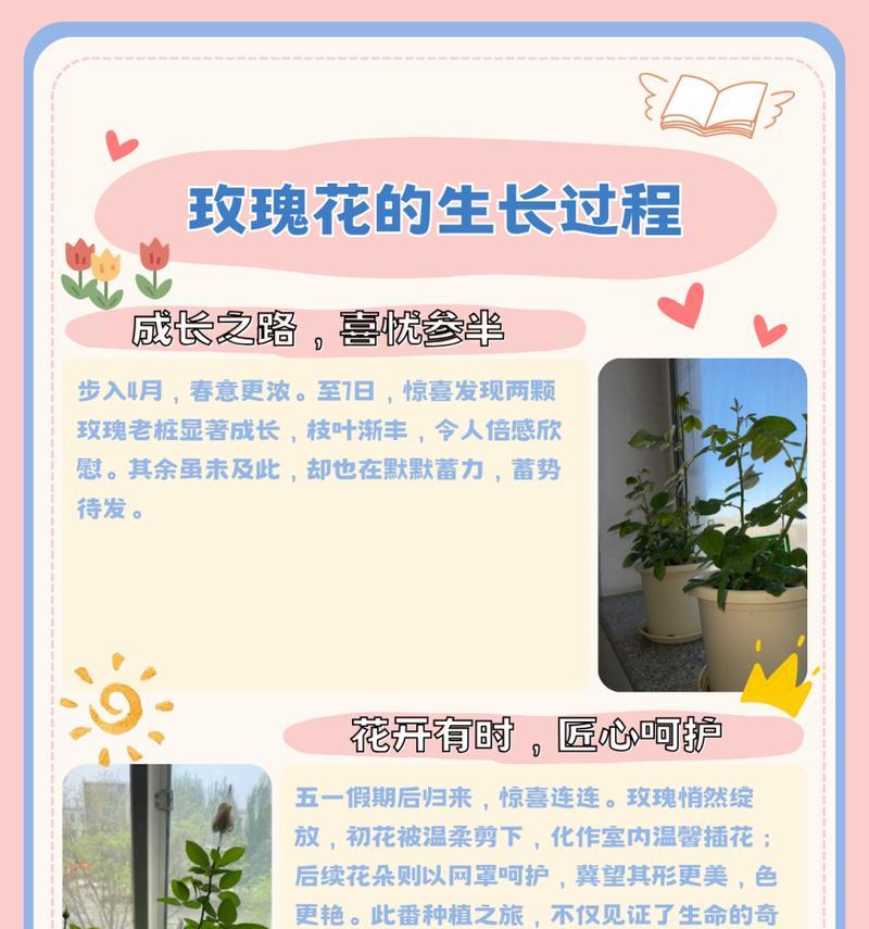 如何选择适合栽种的玫瑰花品种？