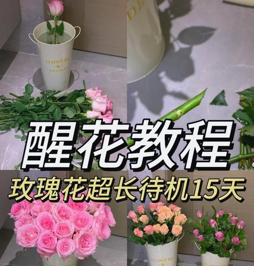 玫瑰花过高时修剪的正确方法是什么？