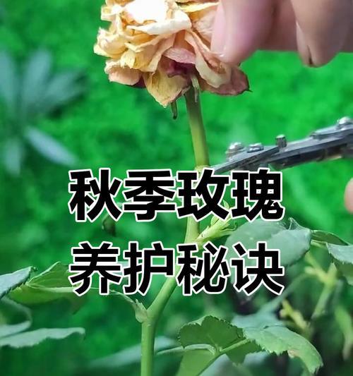 玫瑰花过高时修剪的正确方法是什么？