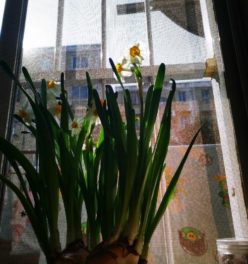 水晶种玫瑰花的种植方法和注意事项是什么？