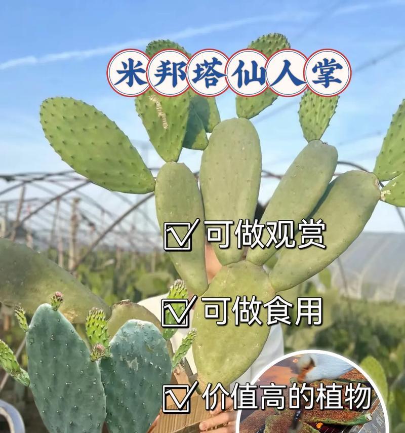 有刺仙人掌的种植步骤和技巧是什么？