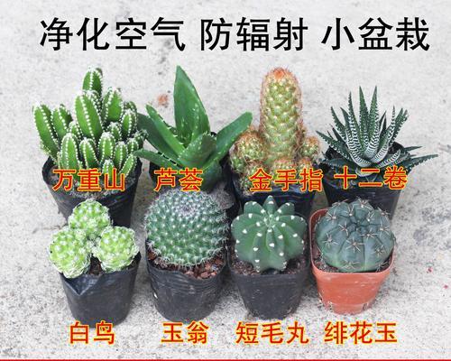 多肉仙人掌怎么养？有哪些养护小技巧？