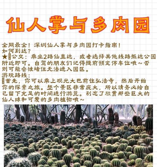 多肉仙人掌怎么养？有哪些养护小技巧？