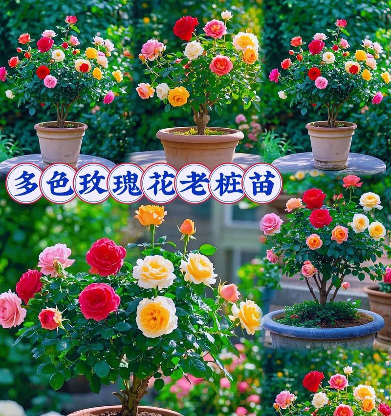 喷色玫瑰花的养护方法是什么？