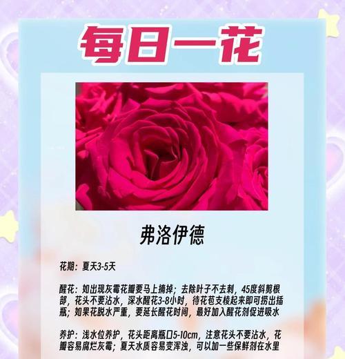喷色玫瑰花的养护方法是什么？