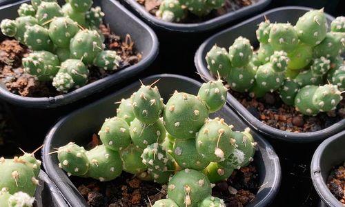 橙黄花仙人掌的正确养护方式？