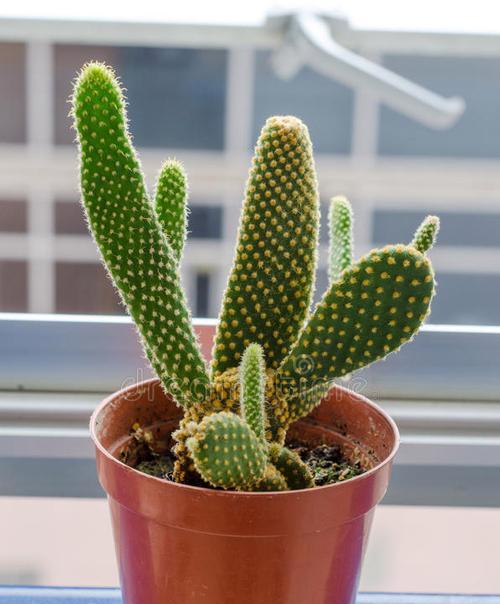 橙黄花仙人掌的正确养护方式？
