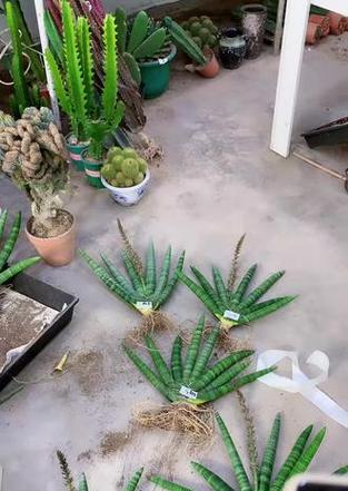 橙黄花仙人掌的正确养护方式？
