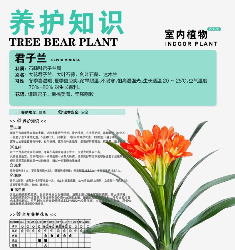 秋季君子兰的养护技巧有哪些？