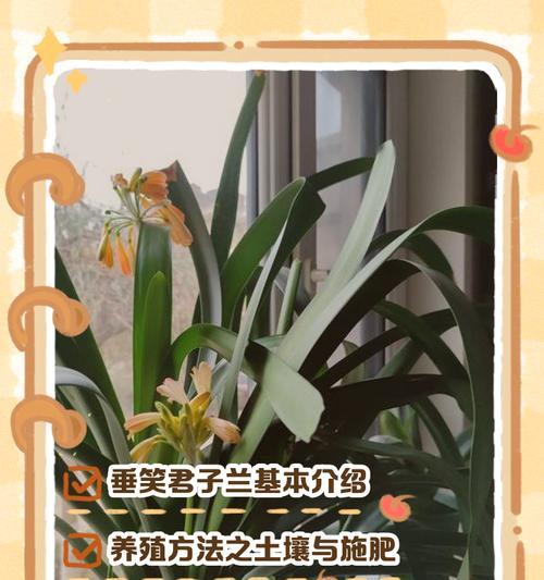 秋季君子兰的养护技巧有哪些？