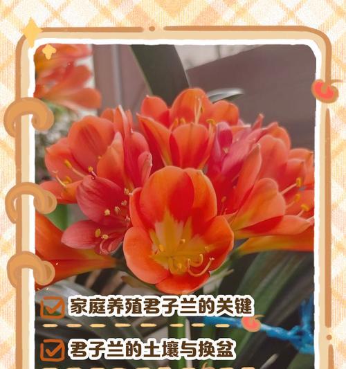 君子兰苗绿植的养护要点是什么？