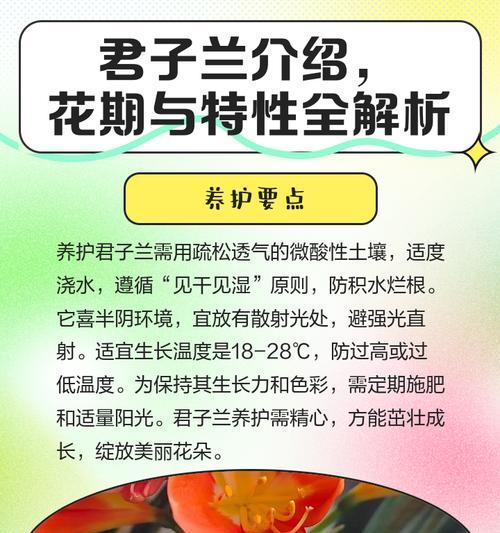 君子兰苗绿植的养护要点是什么？