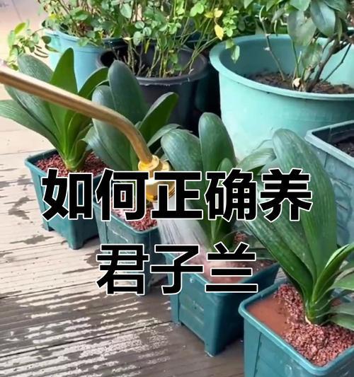 君子兰苗绿植的养护要点是什么？