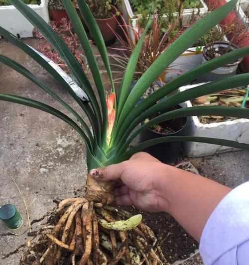 盆栽君子兰适合使用哪种土壤？